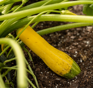 Zephyr Hybrid Summer Squash Seeds